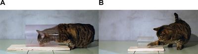 Cats Parallel <mark class="highlighted">Great Apes</mark> and Corvids in Motor Self-Regulation – Not Brain but Material Size Matters